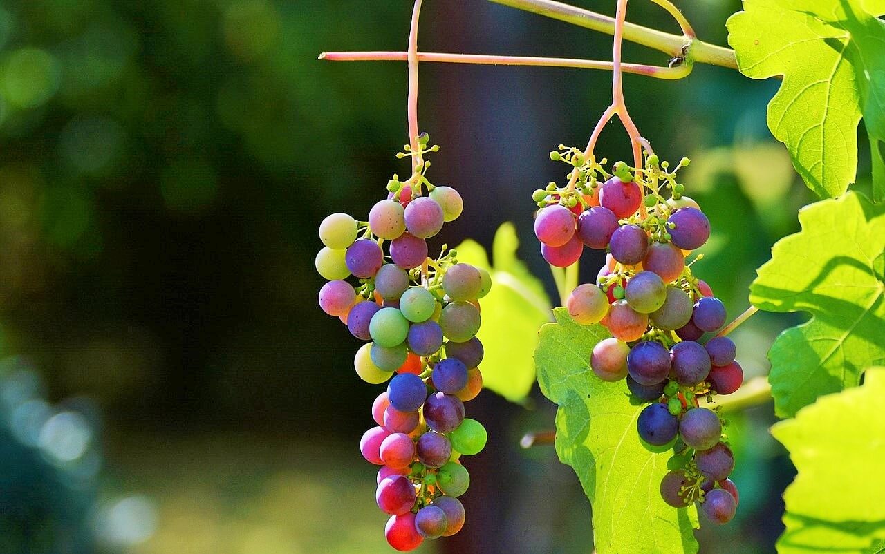 grapes